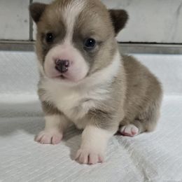 American Corgi Puppies from Whitecreek Corgis of Columbus, IN