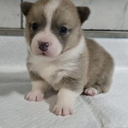 American Corgi Puppies from Whitecreek Corgis of Columbus, IN