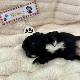 Homer - Black and white male Shih Tzu puppy in Kettering, Ohio from LaDawn’s Little Lions