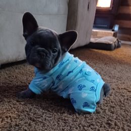 French Bulldog Puppies from Michigan fresh Coast Frenchies