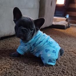 French Bulldog Puppies from Michigan fresh Coast Frenchies