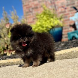 Pomeranian puppies from Elizabeth Howell