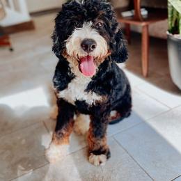 Australian Mountain Doodle, Bernedoodle, and Cavapoo Puppies from Cedar Wood Farms