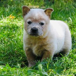 Amos - Red speckled male Australian Cattle Dog puppy in Redding, California from Macushla Kennel