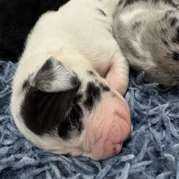 Girl 2 - Harlequin female Great Dane puppy in Washington, Pennsylvania from City Slicker Danes