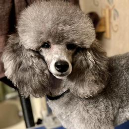Poodles from Tribal Poodles