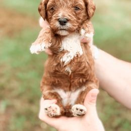 Bernedoodle and Goldendoodle Puppies from Supreme Doodles of Texas
