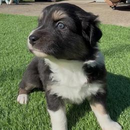 Harbor - Black tri-color female Australian Shepherd puppy in Springfield, Oregon from Shelter Cove Aussies