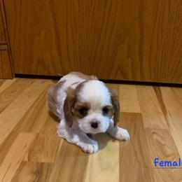 Cavalier King Charles Spaniel Puppies from C.H. Cavaliers