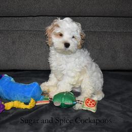 King Hubert - Buff and white male Cockapoo puppy in Hopkins, South Carolina from Sugar and Spice Cockapoos