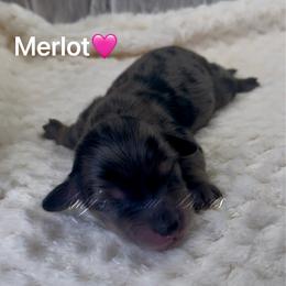 Merlot - Dapple female Dachshund puppy in Jena, Louisiana from Amy’s Mini Doxies