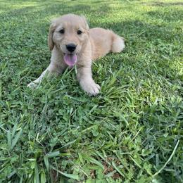 Golden Retriever Puppies from O’Shields Golden Paws
