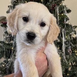 Earth (teal) - Light golden female Golden Retriever puppy in Pahrump, Nevada from Southern Nevada Goldens