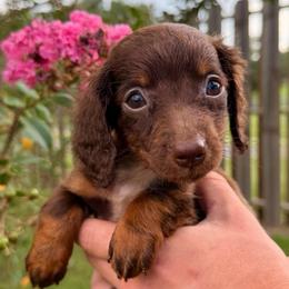 Theo- 2600 - Piebald male Dachshund puppy in Arab, Alabama from Cantrell’s Dachshund Den