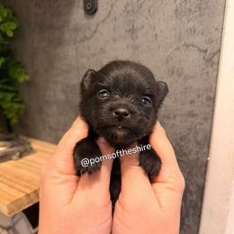 Boromir - Black male Pomeranian puppy in Boca Raton, Florida from Poms of The Shire