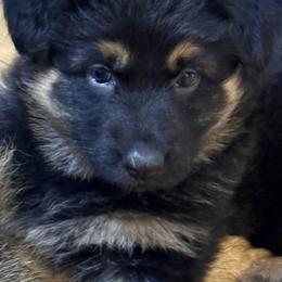 German Shepherd Puppies from Circle Oaks Shepherds
