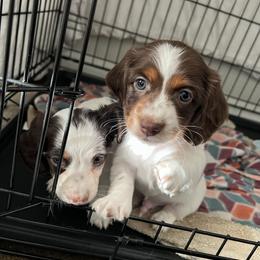 Dachshund Puppies from Texoma Doxies