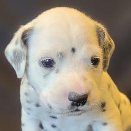Black boy (Black) - White and black male Dalmatian puppy in Spring Branch, Texas from D'vine Dalmatians