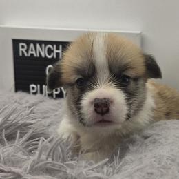 Jumping Jack - Red male Pembroke Welsh Corgi puppy in Powhatan, Virginia from Ranch Hand Corgis