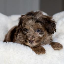 Bullseye - Merle male Schnoodle puppy in Grove, Oklahoma from Grand Lake Poodles & Doodles