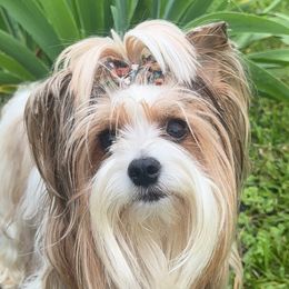 Yorkshire Terriers from Little Bark Partí Yorks