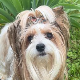 Yorkshire Terriers from Little Bark Partí Yorks