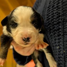 Hestu - Black tri-color male Australian Shepherd puppy in Woodinville, Washington from Cornerstone Australian Shepherds