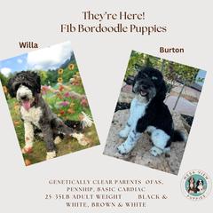 Bordoodle puppies from Mesa View Puppies