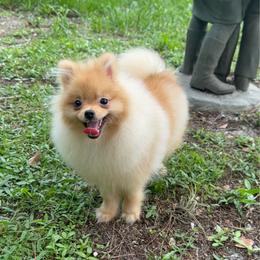 Pomeranian puppies from Puppies Forever 💙❤️🐶