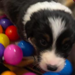 Oboe - Black tri-color male Australian Shepherd puppy in Bennett, Colorado from Alolan Angel Aussies