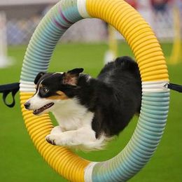 Australian Shepherd All Grown Up from Rainyday Australian Shepherds