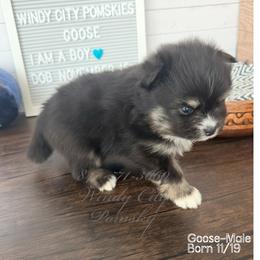 Goose - Black and white male Pomsky puppy in Long Grove, Illinois from Windy City Pomsky