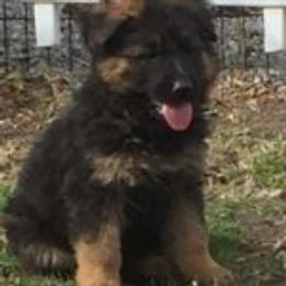 German Shepherd Puppies from Typecast GSD’s