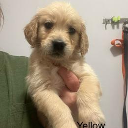 Yellow female - Golden female Golden Retriever puppy in Jesup, Georgia from Painted Platinum Retrievers (Painted Platinum Kennel) PPK