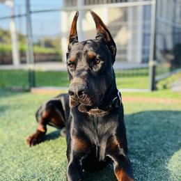 Sniper - Doberman Pinscher