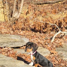 Chihuahua and Dachshund Puppies from Hope's pups