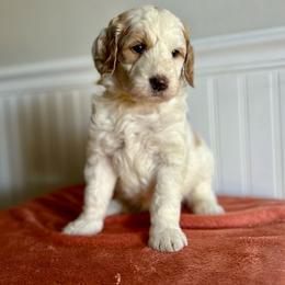 Butterfinger - Parti male Goldendoodle puppy in Taylorsville, North Carolina from Heartfelt Doodles