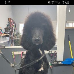 Zara - Poodle
