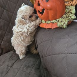 Sally May - Cafe au lait female Poodle puppy in Mc Dade, North Carolina from Toy Poodles of NC