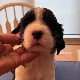 Brad - Black and white male English Springer Spaniel puppy in North Carolina from Ebenezer Valley ESS