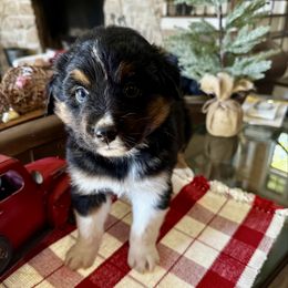 Dasher - Black tri-color male Australian Shepherd puppy in Kaufman, Texas from Martin's Star Ranch Aussies