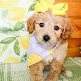 Goldendoodle and Miniature Schnauzer Puppies from Rocking H