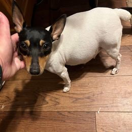 Lily - Toy Fox Terrier