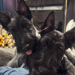 Paisley - Scottish Terrier