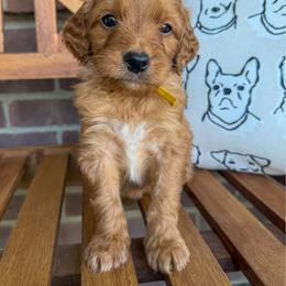 Asiago - Apricot male Goldendoodle puppy in Sunman, Indiana from Brunsman Country Doodles LLC