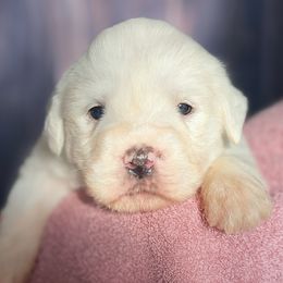 Pink Girl - White female Great Pyrenees puppy in Elfrida, Arizona from Outlaw Acres Farm & Kennels