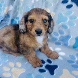 Boy 2 - Dapple male Dachshund puppy in Oklahoma from DRB Dachshunds
