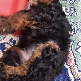 Bernedoodle and Goldendoodle Puppies from Candy Doodles