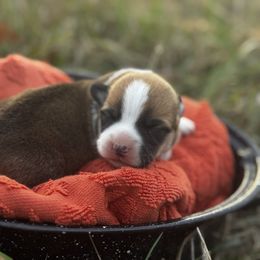 Stuffing - Sable male Pembroke Welsh Corgi puppy in Sheldon, Missouri from Clearsky Corgis