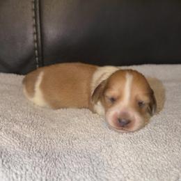 Cream Piebald Boy AKC LIMITED - Piebald male Dachshund puppy in Pauls Valley, Oklahoma from Simply Happy Dachshunds